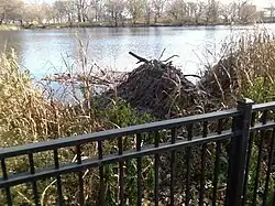 North Pond Beaver Lodge