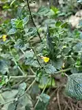 Lindenbergia indica – Indian pout-flower