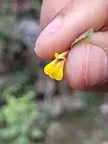 Flower opens when squeezed or when a pollinator lands on it