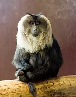 Gray and brown monkey