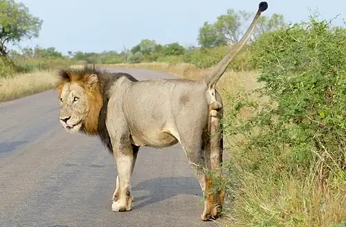 Tigers and lions raise their tails while urinating.[107]