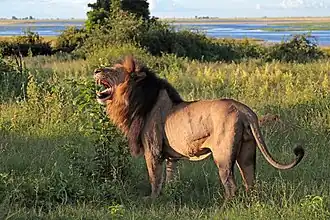 A male lion