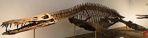 mounted skeleton of the large pliosaurid Liopleurodon