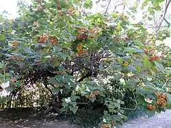 Growth habit