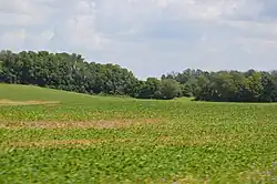 Green fields of soybeans on Lithopolis Road