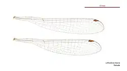 Female Lithosticta macra wings