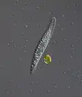 Litonotus lamella