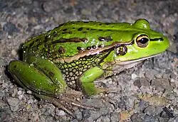 Growling grass frog has been recorded in the reserve.