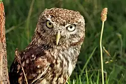 Owl