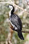 An individual with a dark bill, atypical of little pied cormorants