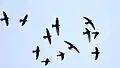 A flock assembling at dusk in Tanzania