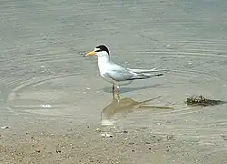 Least tern (S. a. antillarum) at Lake Jackson, Florida
