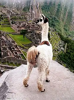 Llama - Mammal - Live in dry, open habitats[5] - Easily domesticated (used as pack animals)[5] - Live in herds[5]