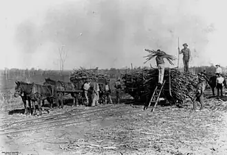 Loading sugarcane at South Isis, circa 1900