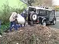 ...and loading the sacks into the LWT Land-Rover