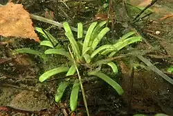 Water lobelia