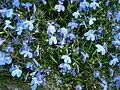 'Cambridge Blue'