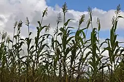 A local Malawian variety of sorghum