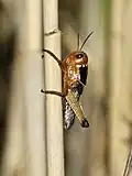 Fourth instar nymph (gregarious)