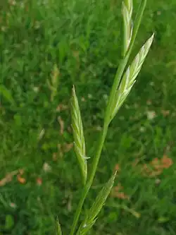 Lolium temulentum (compound spike)