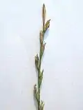 Inflorescence