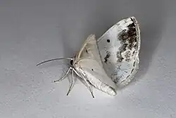 Underside