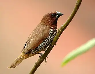 adult L. p. punctulata (India)