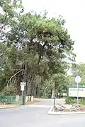 Lone pine tree at Oatley Park, NSW - Pinus brutia
