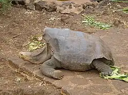 Lonesome George In December 2006