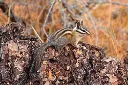 Brown chipmunk