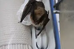 Brown bat