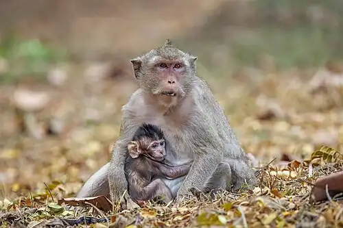 feeding baby
