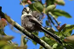 Young adult moulting in Oxfordshire