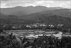 Rice fields in Long Tanid