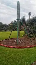 Long cactus plant at cactus garden