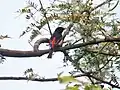 Male at Bharatpur, Rajasthan, India