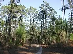 Southern longleaf pine
