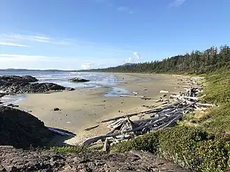 A long sandy beach on the ocean, with driftwood and forest.