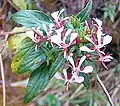 L. paniculata