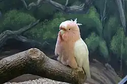Cookie, a cockatoo that lived to be 83 years old, housed in the Brookfield Zoo[22]