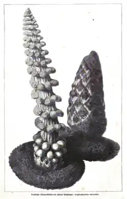Lophophytum mirabile
