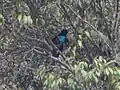 Adult male perched.