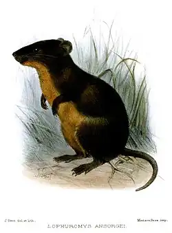 Drawing of brown mouse