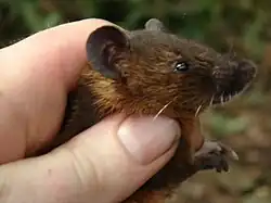 Brown mouse