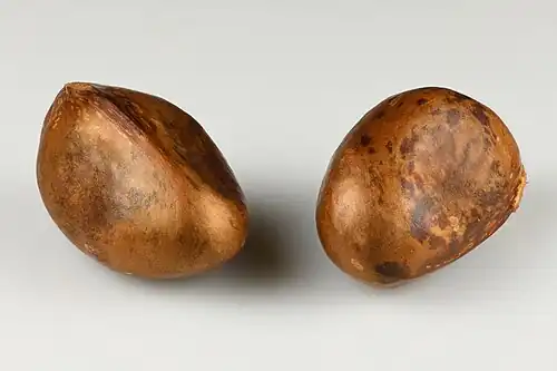 Seeds