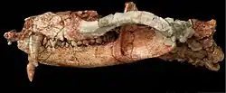 Photo of mostly reddish-brown animal skull against a black background