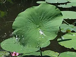 Nelumbo nucifera in a pond.