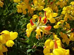 Bird's-foot trefoil