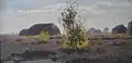 Broom blossom