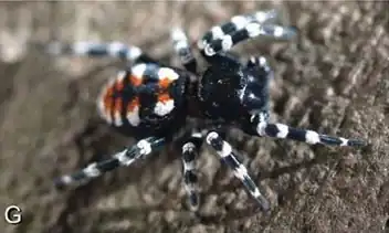 male Loureedia annulipes